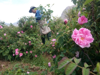Роза дамасская (Rosa damascena), Иран, урожай 2024г,  1 г - 100% натуральное эфирное масло