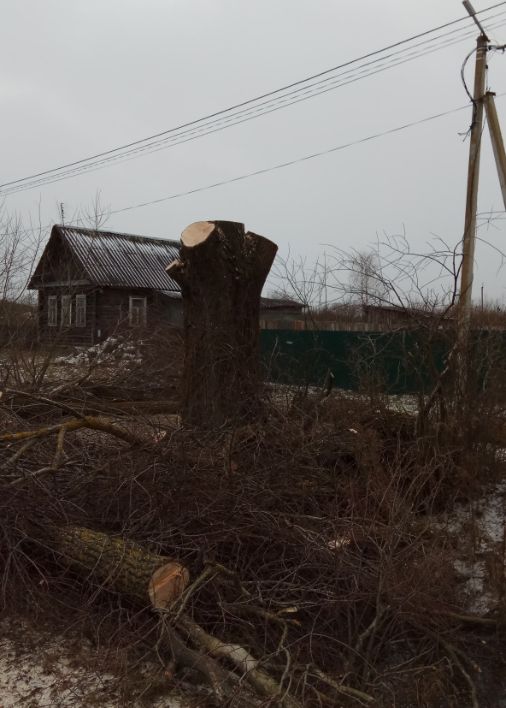 Обрезка крупной ивы частями в д. Медниково Старая Русса