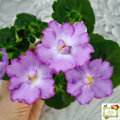 АВ-Девочка с Севера (Фиалковод) 2021 г.