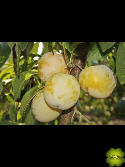 Слива &quot;Ренклод Колхозный&quot; (среднепоздняя) (саженец5 лет, ком)