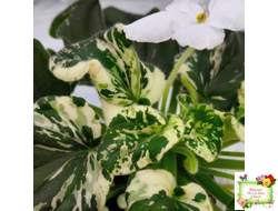 LV-Девятый Вал (Л. Шевелева) 2024 г. трейлер (2 листа с детками укор. в 1 стак.)