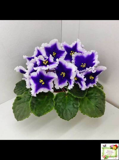 Dn-New Star (Д. Денисенко) 2019 г.