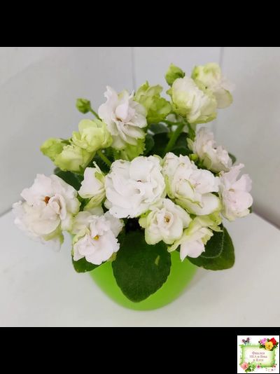 Irish Flirt mini (S.Sorano)