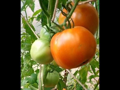 Томат Командор Фортуна