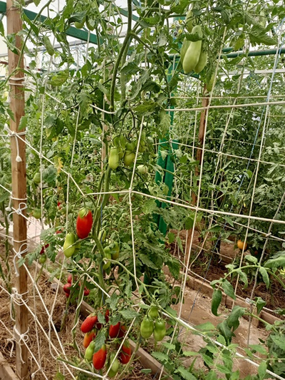 Томат Длинные из Ковеля