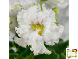 АВ-Любимая Игрушка (Фиалковод) 2015 г.