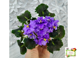 Nik-Звезды над Фиджи (Н. Булко) 2024 г.