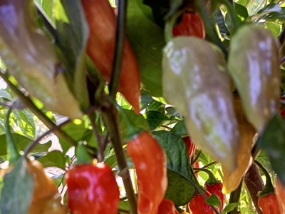 Перец острый  Naga Smooky Rainbow