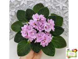 Hunter's Vertigo (K. Muzalewski) (лист укоренённый)