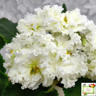 АВ-Легенда о Золотой Луне (Фиалковод) 2023 г.