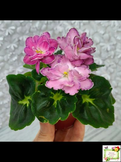 АВ-Фаберже (Фиалковод) 2022 г.