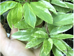 Клеродендрум Гетерофиллум (акулеатум) вариегатный / C. heterophyllum variegated