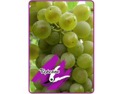 Буковинка (укоренённый черенок)