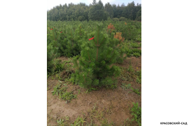 Сосна крымская Черная (Pinus nigra) – фотография осенью - красовский-сад.рф