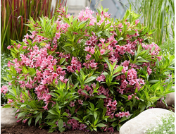 Вейгела гибридная Picobella Rosa, C5