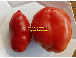 Томат Гигант Свитера