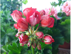 Фото пеларгонии  Victoria Andrea