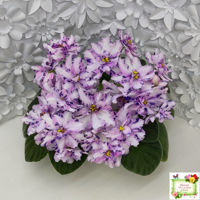 МК-Ветер Перемен (М. Карпова) химера стандарт (стартер сорт)