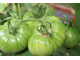 Amarillo sarkanas svitras