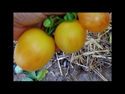 Томат Абрикосовый джем (Apricot jam)