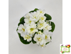 Adirondack Moon (S. Sorano) (детка)