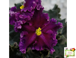 НК-Декамерон (Н.Козак) 2019 г. (лист с деткой посажен 12.07.25)