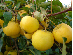 Ранетка янтарная (яблоня)