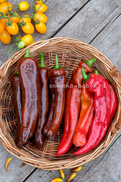 Перец сладкий Палермо Шоколадный, 10 шт