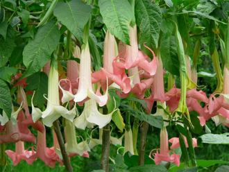 Бругмансия душистая розовая (Brugmansia suaveolens)