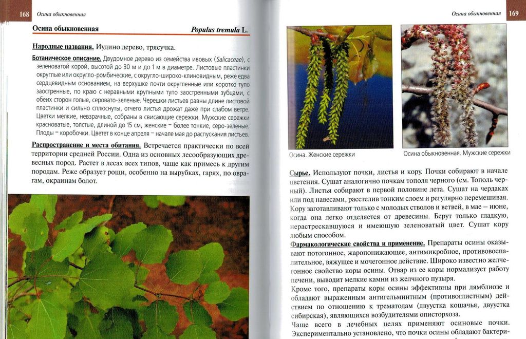 осина строение дерева. осина обыкновенная применение. осина двудомное. осина. осина в народной медицине.