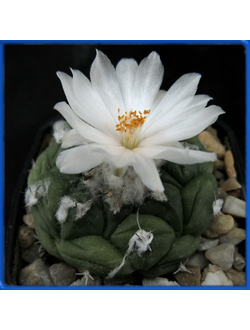 Turbinicarpus lophophoroides PP 207