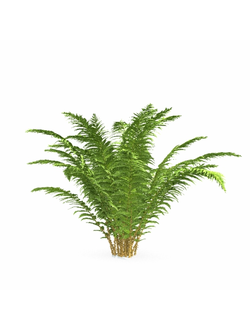 папоротники Папоротник 04