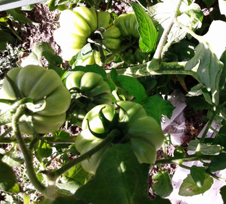 Семена томата Плиссированный сердолик