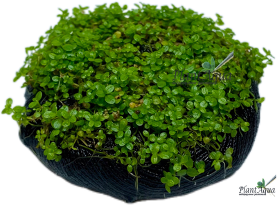 Хемиантус Куба на вабикусе