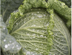 Капуста савойская Мадлен, 9 шт