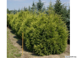 Можжевельник китайский Куривао Голд в питомнике красовский-сад.рф с доставкой по Москве и МО