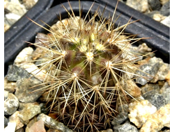 Neoporteria multicolor KK 098