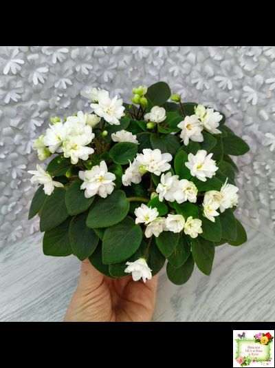 ЛЕ-Жемчужинка (Е. Лебецкая) 2018 г. трейлер