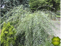 ИВА "ПЕНДУЛА" ПУРПУРНАЯ НА ШТАМБЕ (штамб 1,5 м)