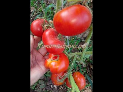 Томат Сладкая Скарлет (Сладкий Алый гном, Dwarf Sweet Scarlet), США