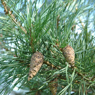 Сосна обыкновенная (Pinus sylvestris), лапки (5 мл) - 100% натуральное эфирное масло