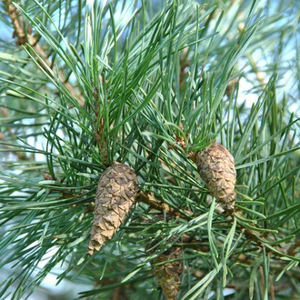 Сосна обыкновенная (Pinus sylvestris) Россия, лапки (5 мл) - 100% натуральное эфирное масло