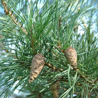 Сосна обыкновенная (Pinus sylvestris), лапки (10 мл) - 100% натуральное эфирное масло