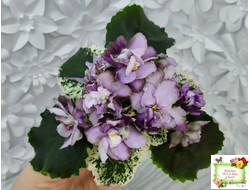 Nik-Магический Туман (Н. булко) 2024 г.