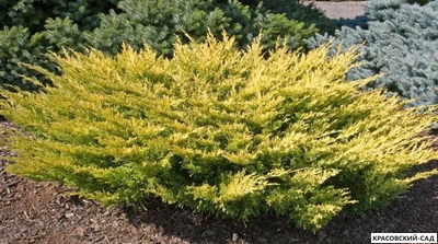 Можжевельник горизонтальный Лаймглоу - Lime Glow