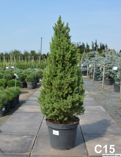 Ель сизая Перфекта - Perfecta