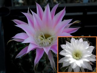 Echinopsis hybrid `Ave Maria` x Echinopsis subdenudata - 5 семян