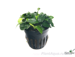 Анубиас Бартери Петит (пластиковый горшок)