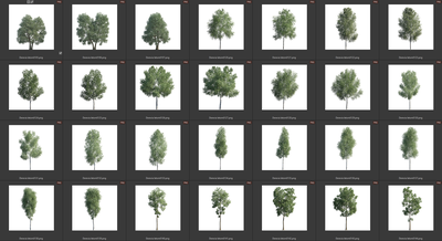 Деревья летние лиственные