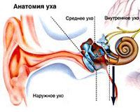 Слух и слуховое восприятие